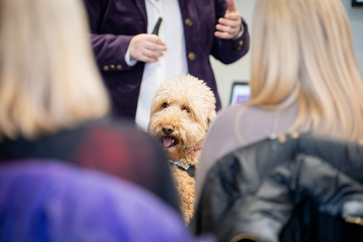 Image – Rachel’s Dog – GIVE Consulting – Healthcare regulation, policy formation & governance support services to ensure safety, compliance & efficiency in healthcare systems ImageGIVE Consulting - Healthcare regulation, policy formation & governance support services to ensure safety, compliance & efficiency in healthcare systems